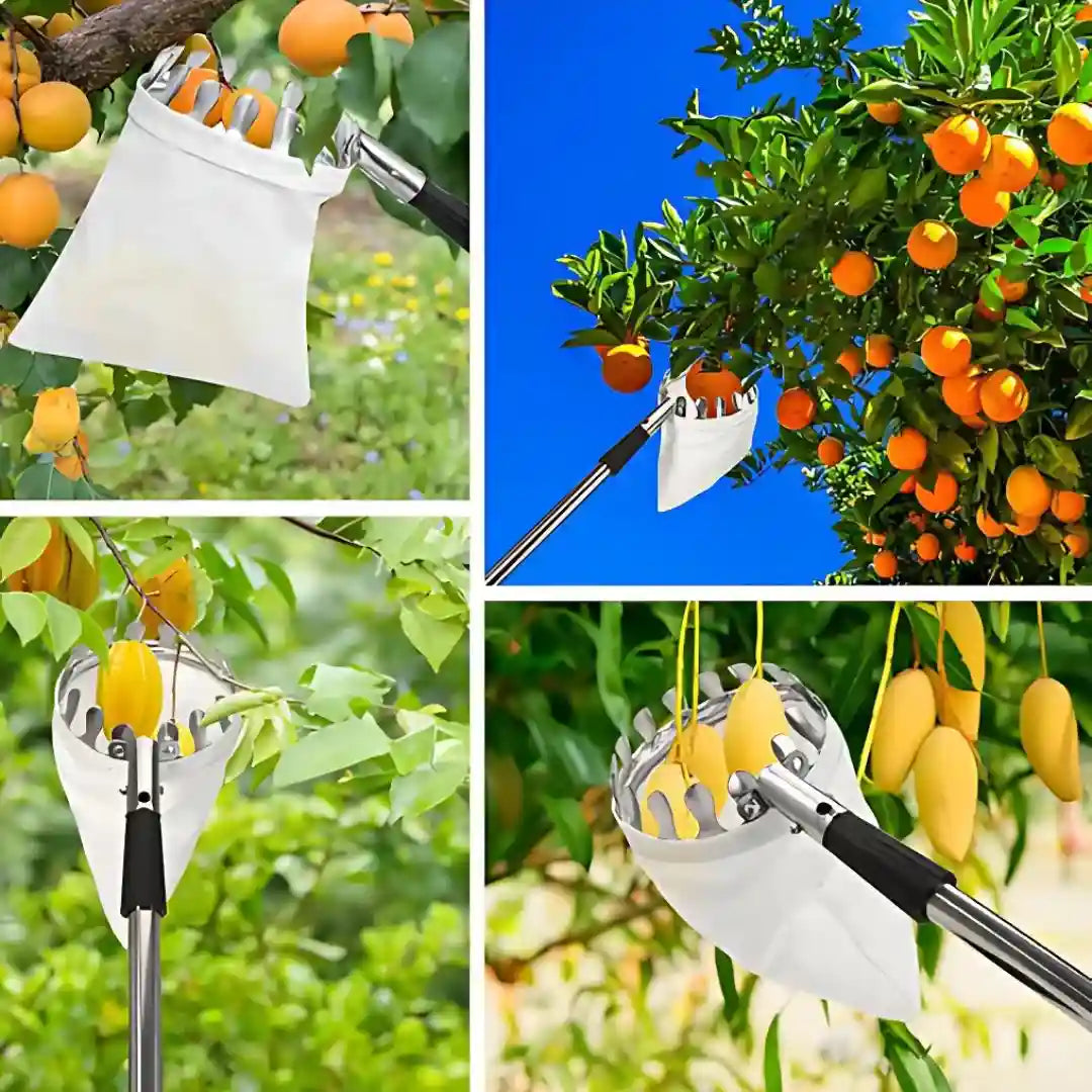 fruit picker - Recolector de fruta profecional